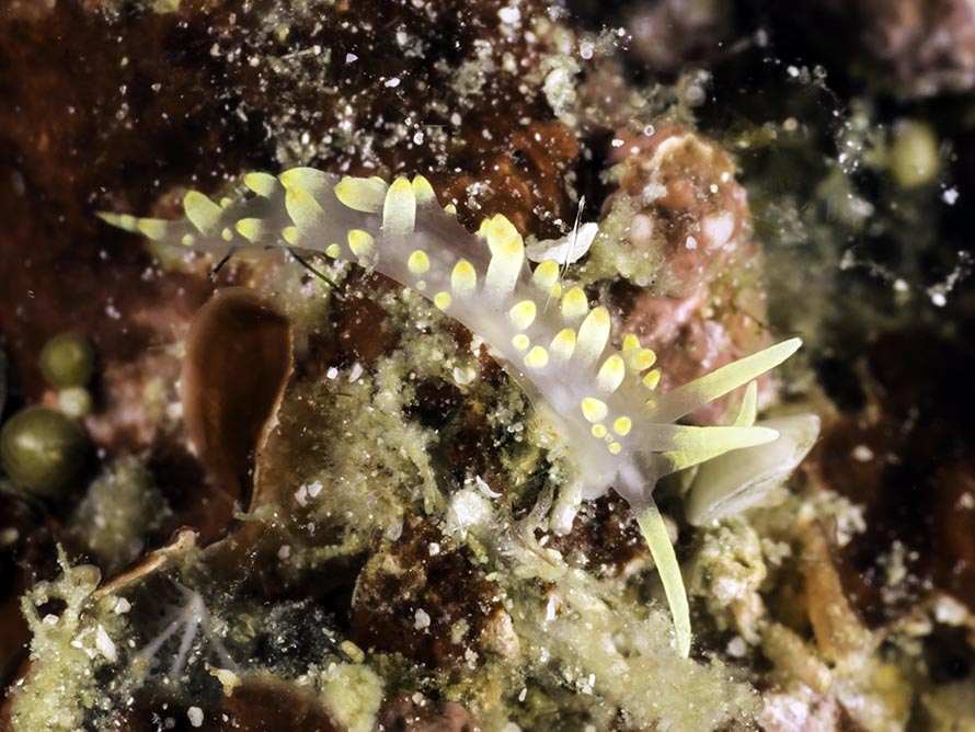 Flabellina sp. 9