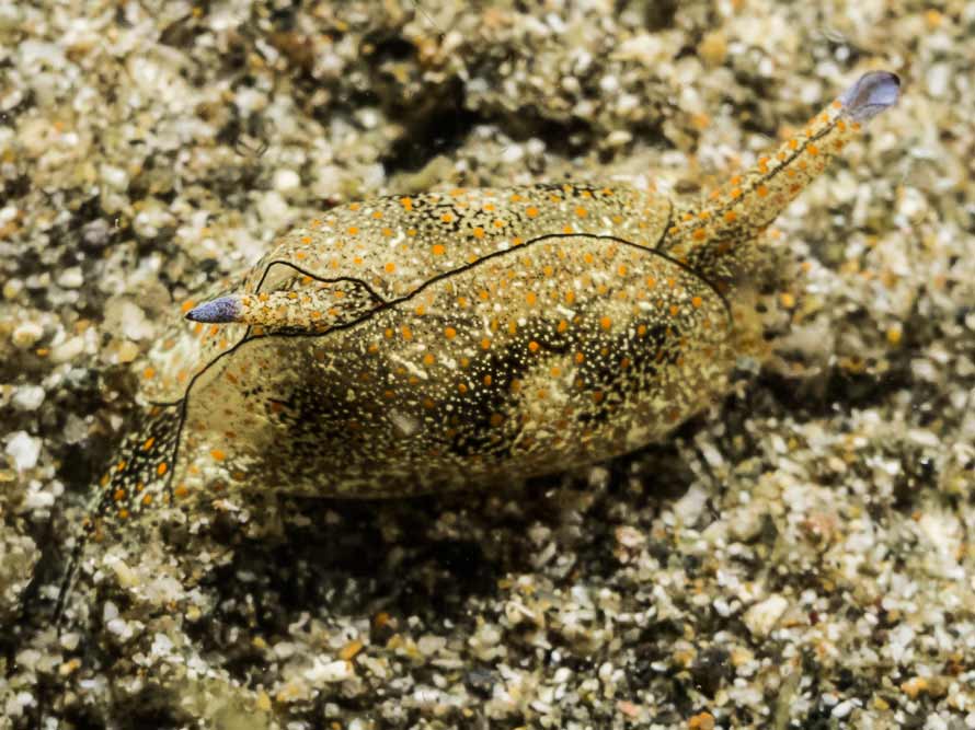 Gastropteron bicornutum