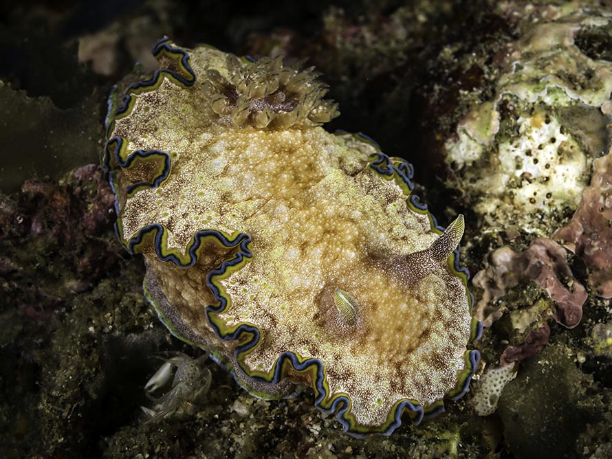 Glossodoris sp. 1