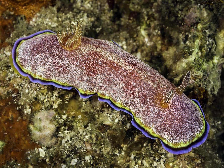 Goniobranchus albopunctatus