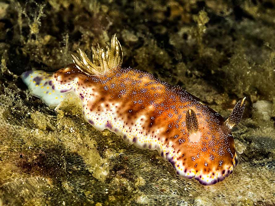 Goniobranchus collingwoodi