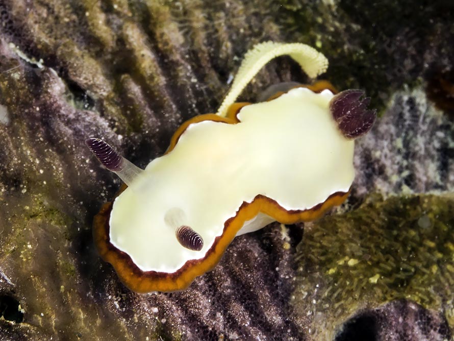 Goniobranchus rubrocornutus
