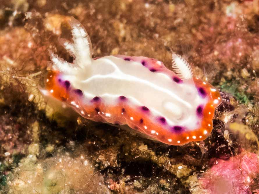 Goniobranchus setoensis