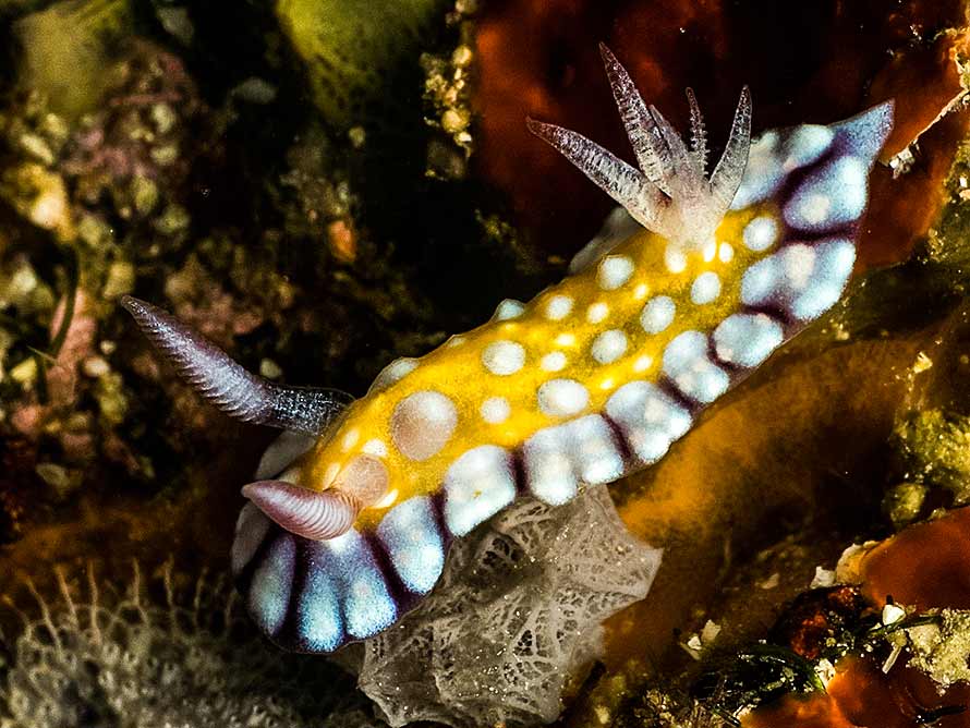 Goniobranchus sp. 15