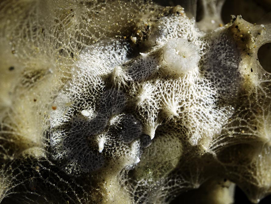 Goniobranchus sp. 48