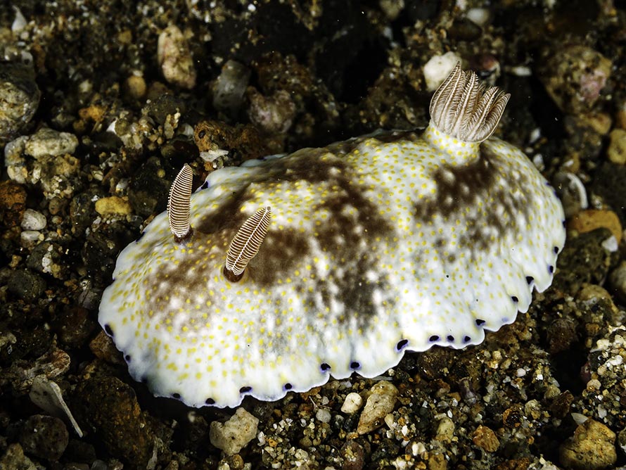 Goniobranchus sp. C
