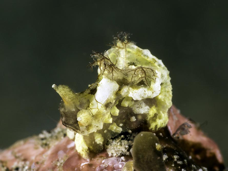 Goniodoris felis
