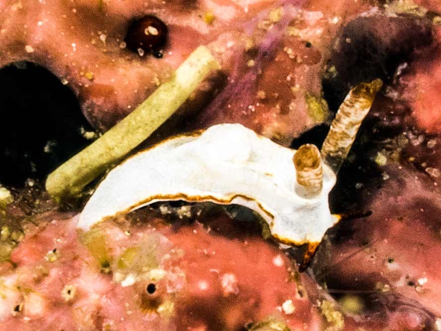 Goniodoris sp. 7