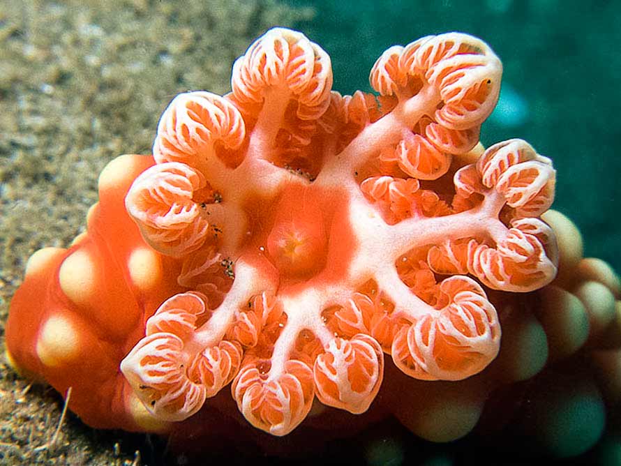 Gymnodoris aurita