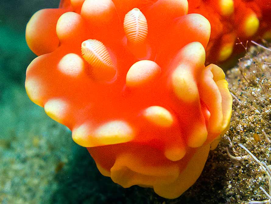 Gymnodoris aurita