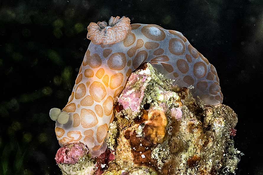 Gymnodoris sp. 19