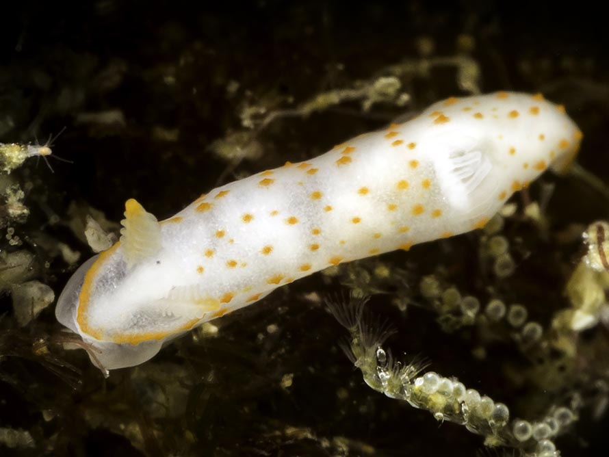 Gymnodoris sp. 57