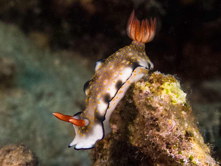Hypselodoris bollandi