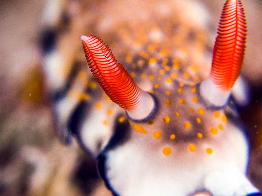 Hypselodoris bollandi