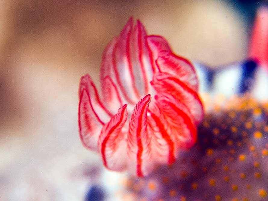 Hypselodoris bollandi