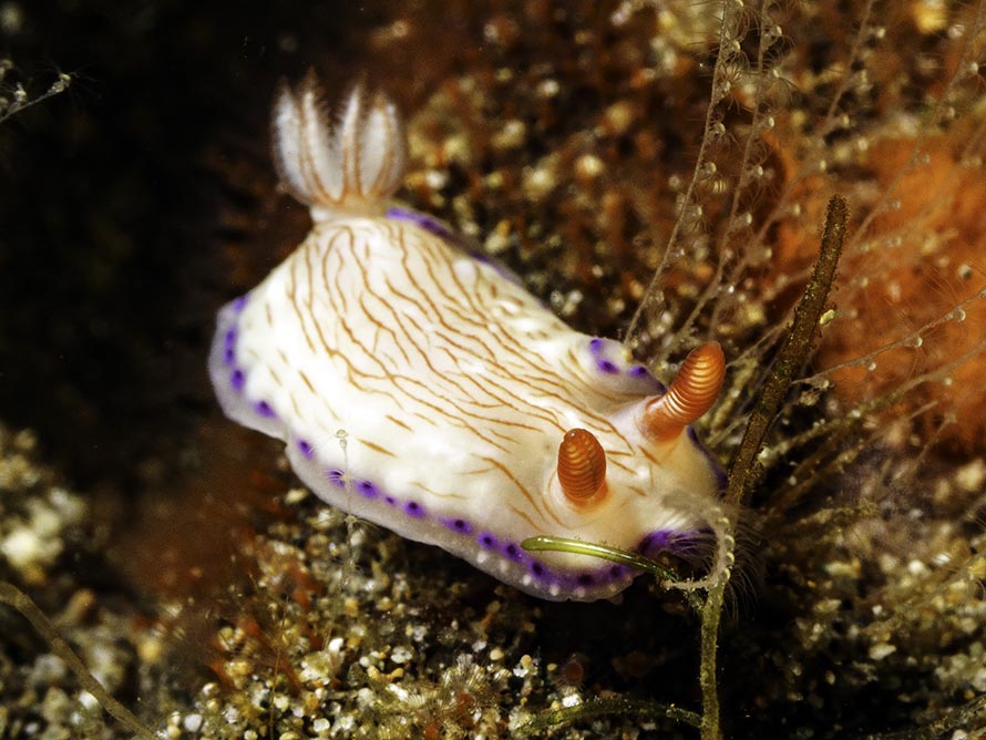 Hypselodoris katherinae