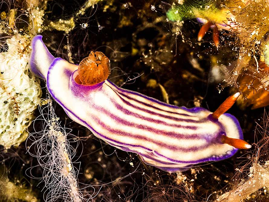 Hypselodoris maridadilus