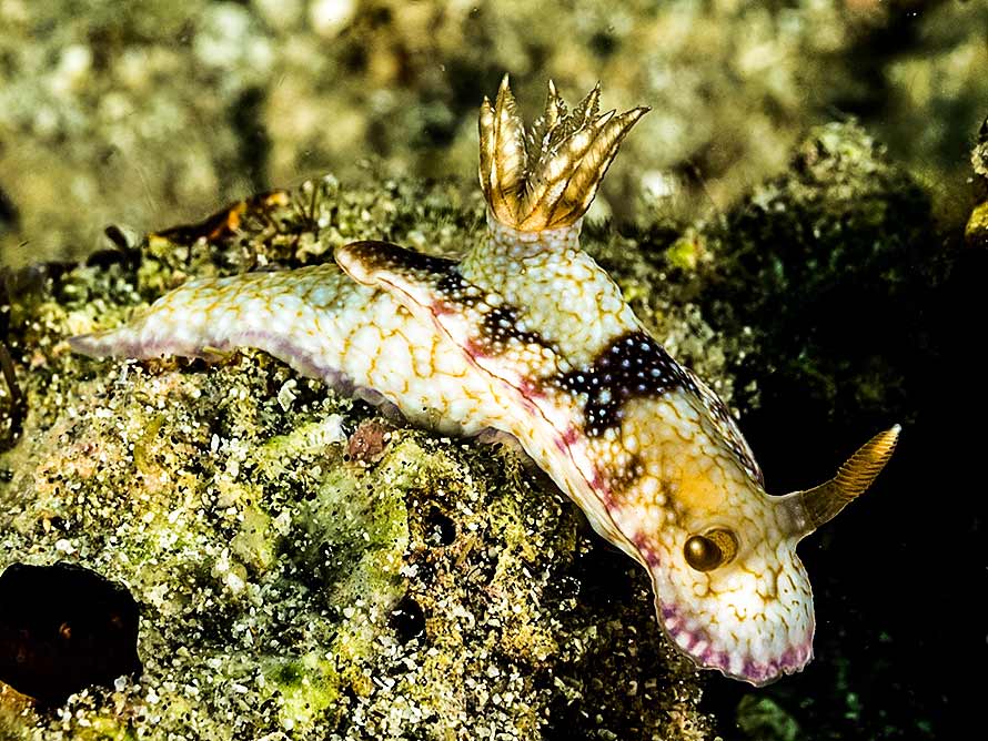 Hypselodoris reidi