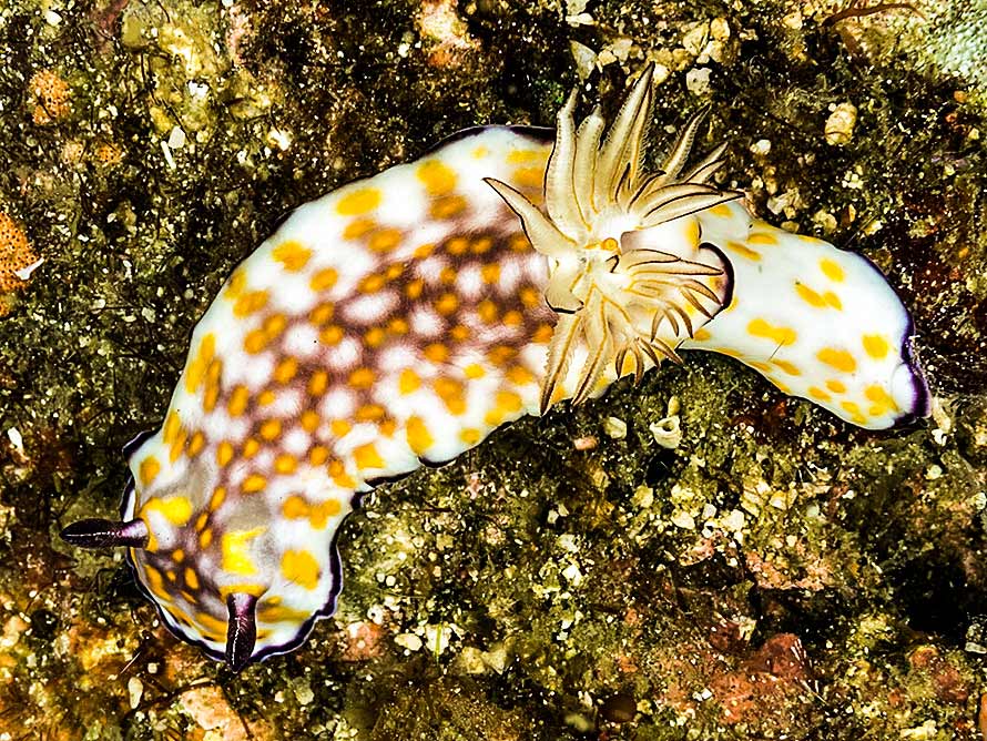 Hypselodoris sp. 23