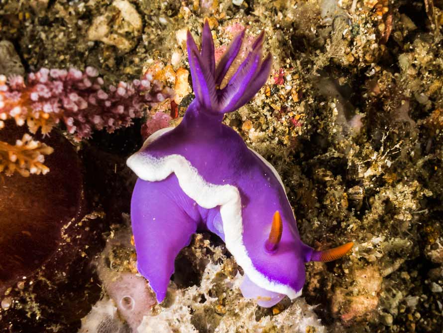 Hypselodoris variobranchia