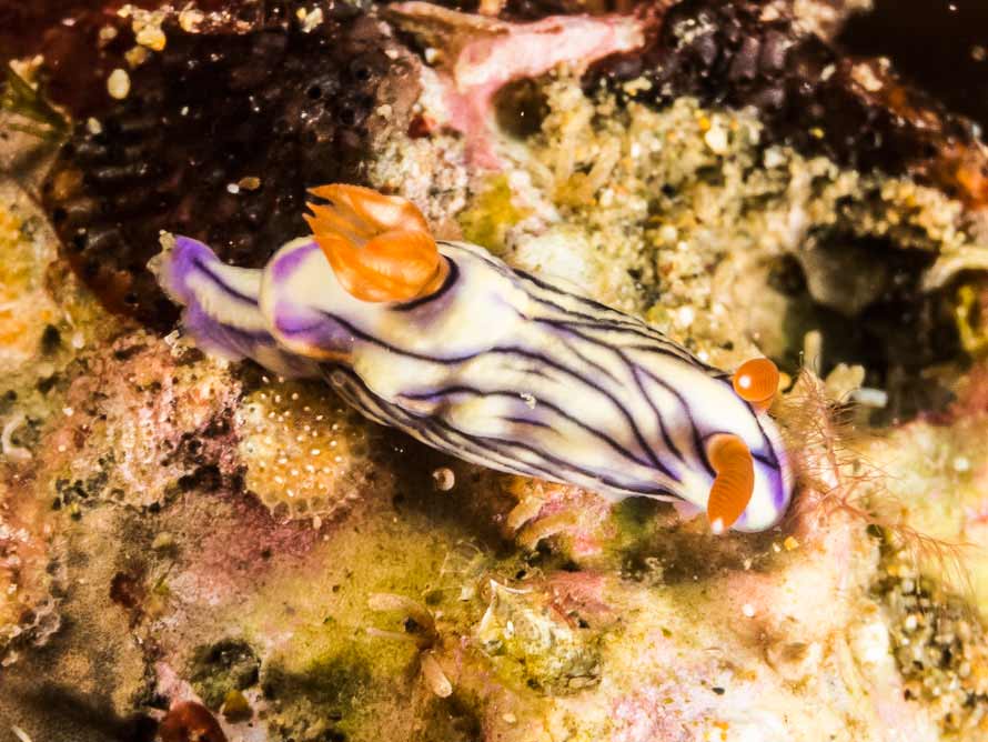 Hypselodoris zephyra