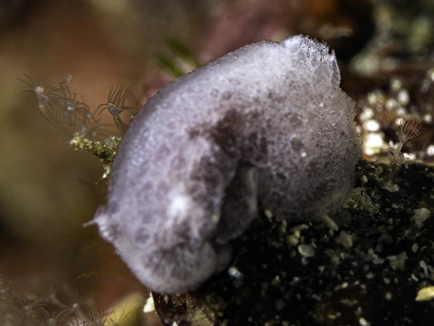 Jorunna ramicola