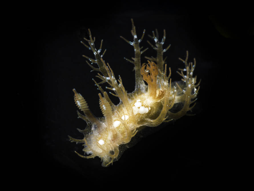 Kaloplocamus sp. 7