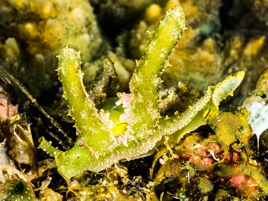 Lobiger viridis