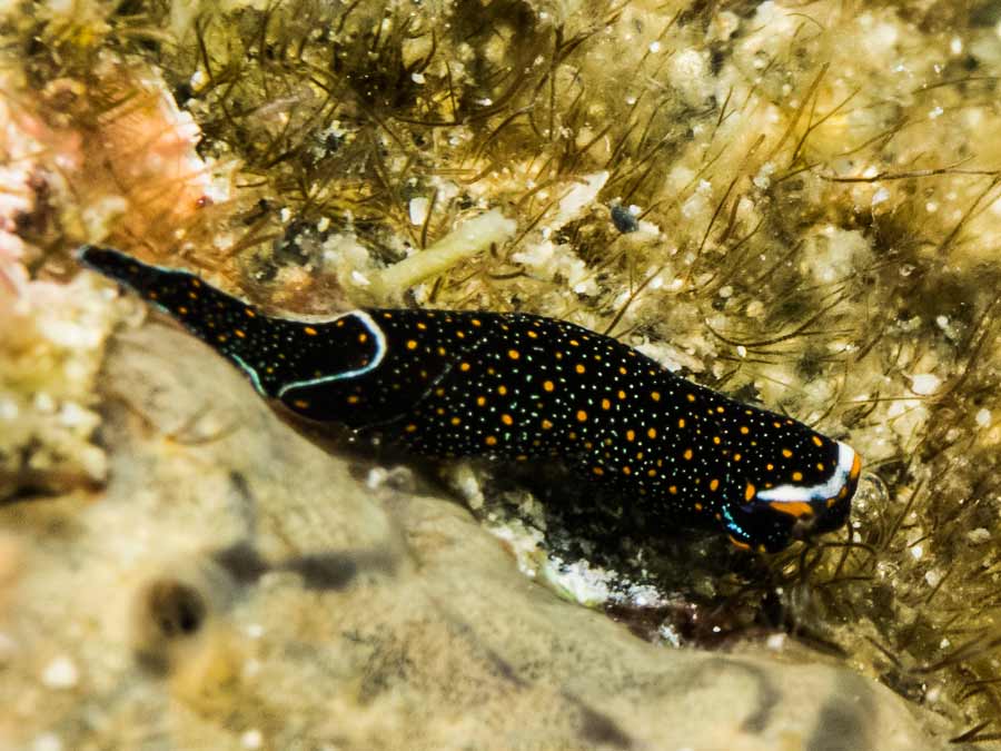 Mariaglaja inornata
