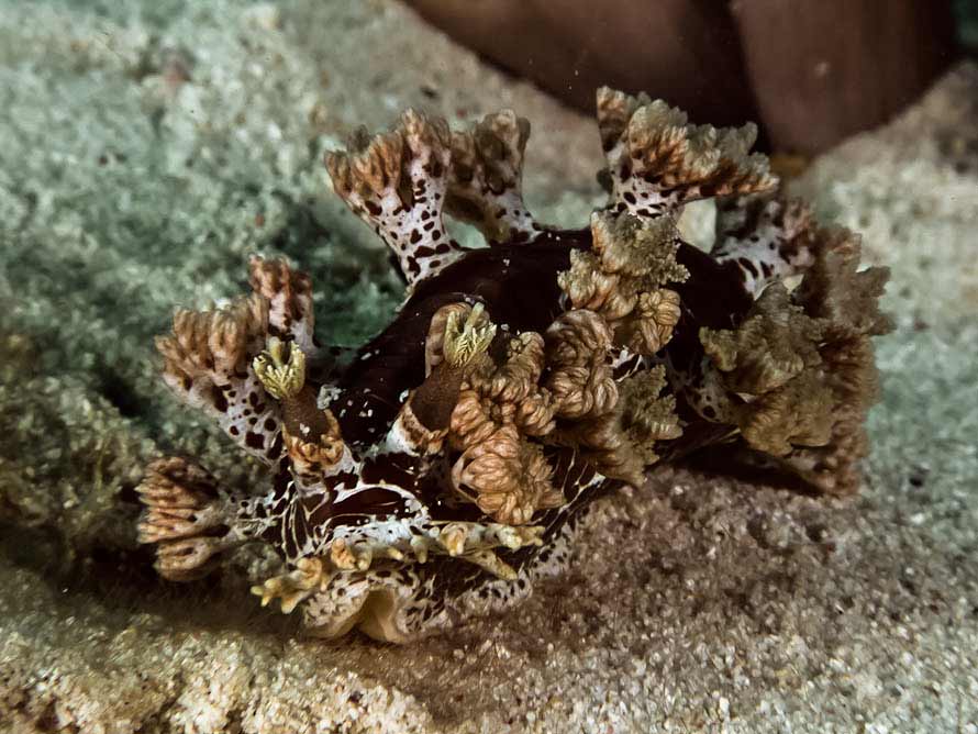 Marioniopsis arborescens