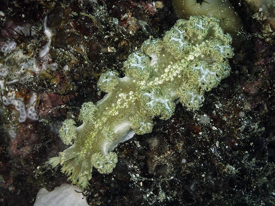Marionia rubra