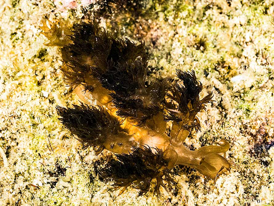 Melibe digitata
