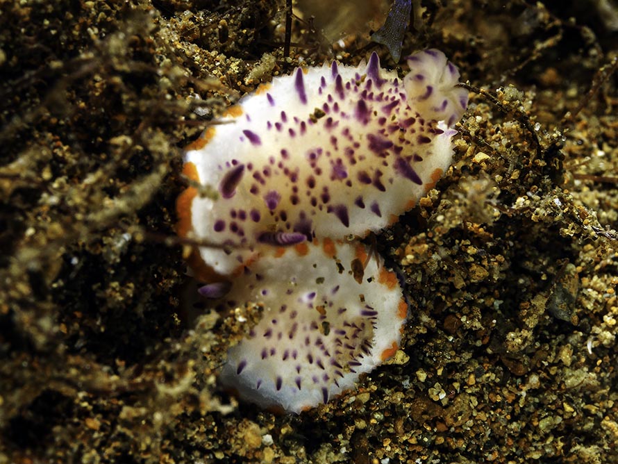 Mexichromis mariei