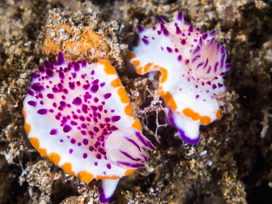 Mexichromis multituberculata 01