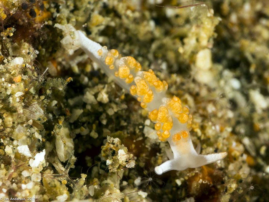 Moridilla sp. E