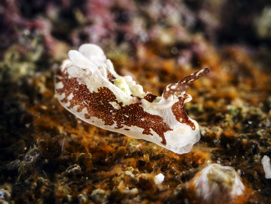 Murphydoris cf. adusta