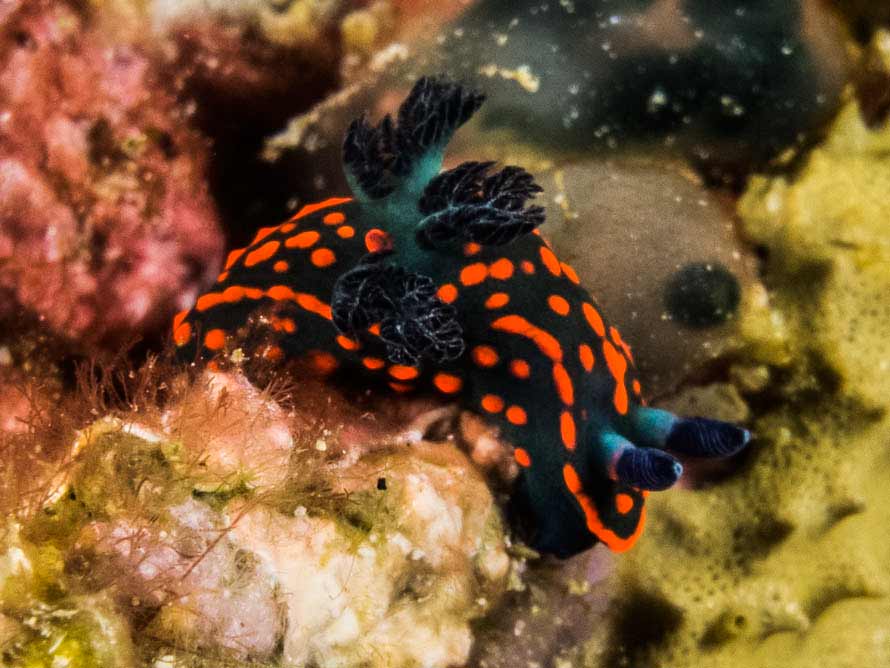Nembrotha sp. 1
