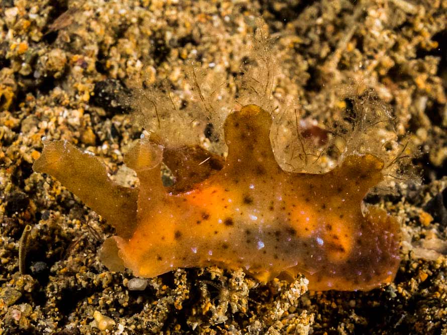 Notobryon sp. 1