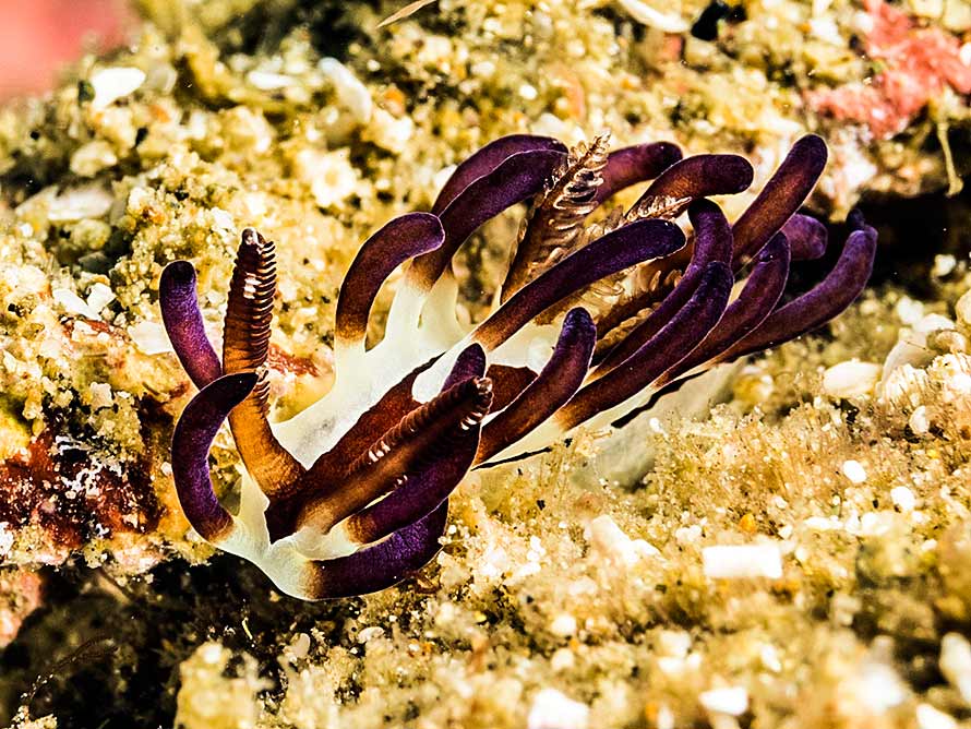 Okenia kendi