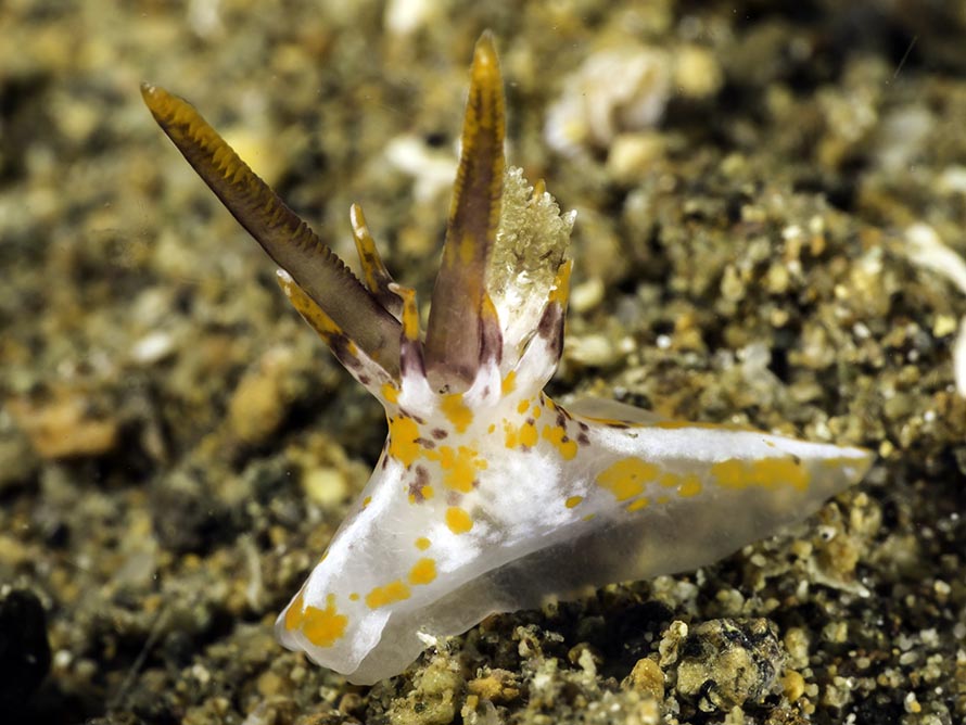 Okenia rhinorma