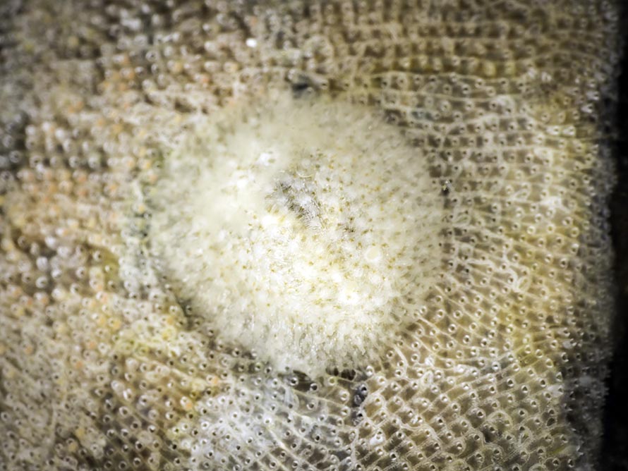 Onchidoris cf depressa