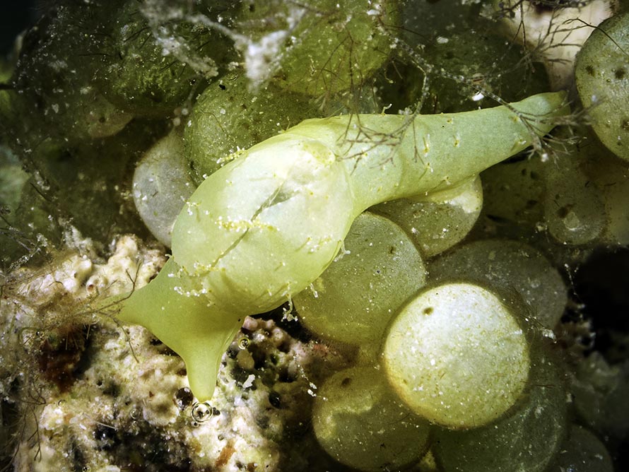 Oxynoe sp. 4