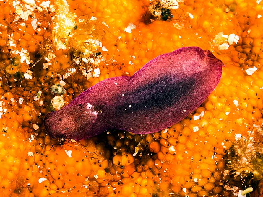 Phanerophthalmus anettae