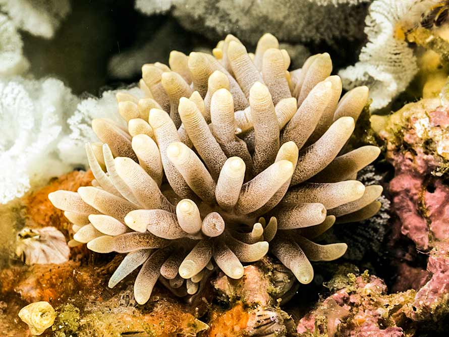 Phestilla sp. 3