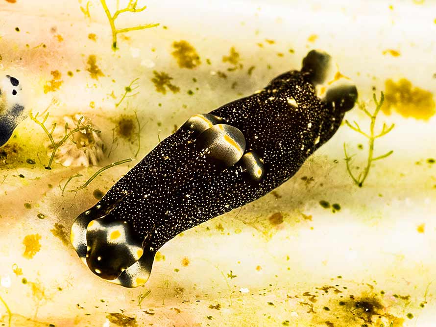 Philinopsis orientalis