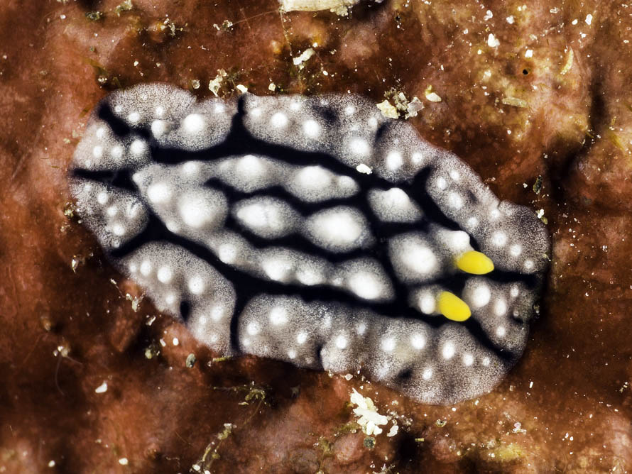 OPhyllidia cf elegans