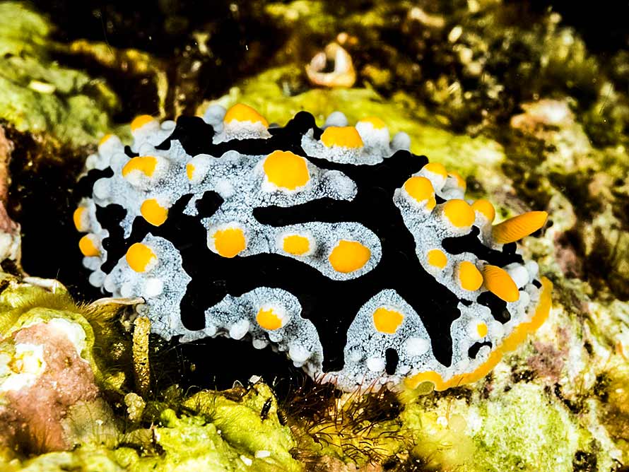 Phyllidia exquisita