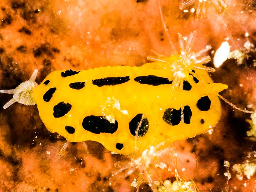 Phyllidia polkadotsa