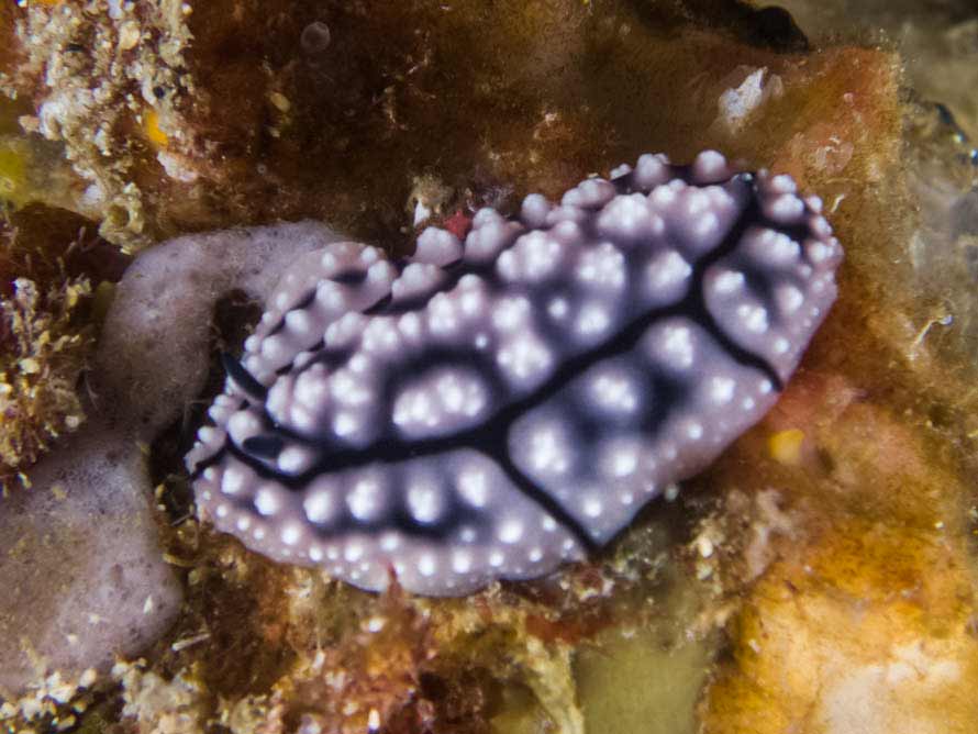 Phyllidiella cooraburrama
