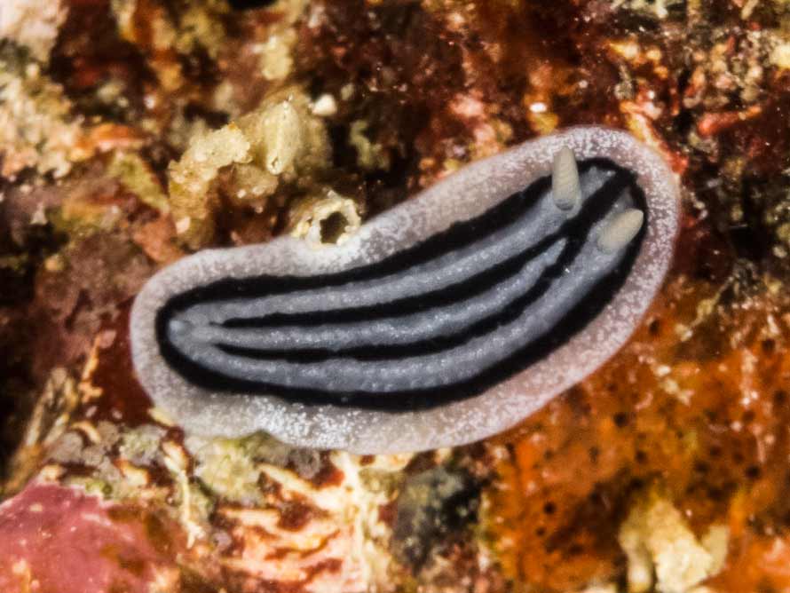 Phyllidiopsis xishaensis